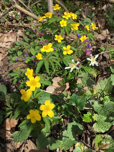 Frühlingsblumen