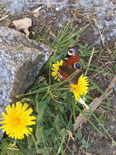 Frühlingsblumen mit Schmetterling