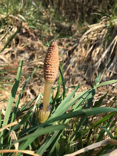 Pflanzen entlang des Almuferwegs