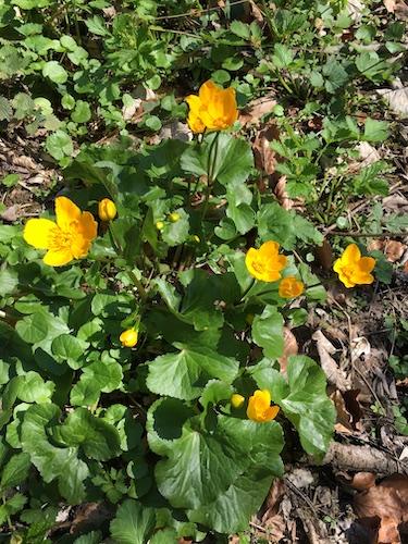 Pflanzen entlang des Almuferwegs