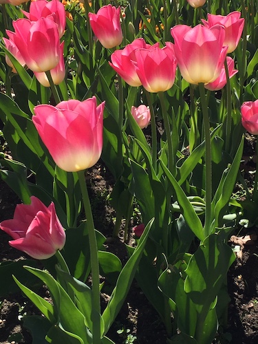 Welser Volksgarten - 2-färbige Tulpen