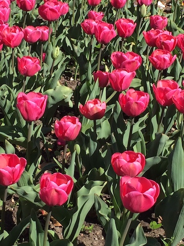 Welser Volksgarten - Tulpen