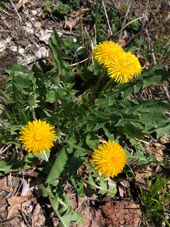 Welser Traunauen - Blumen (Slideshow)