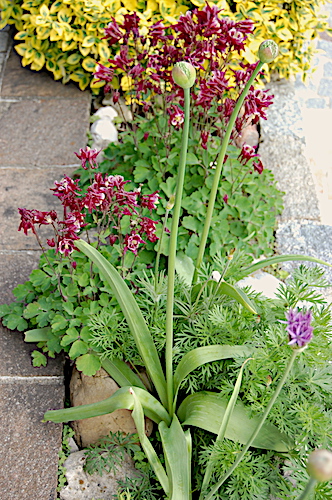 Blühendes Terrassenende