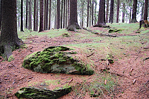 Vermooster Stein am Waldweg