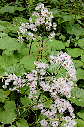 Waldblume