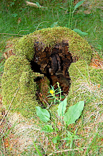 Natur-Behausung