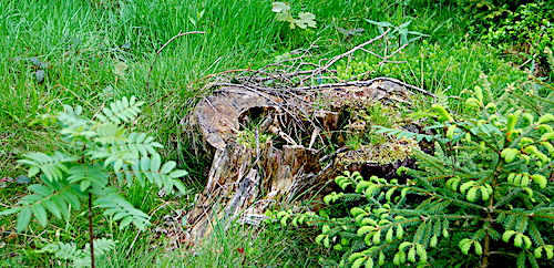 Natur-Behausung