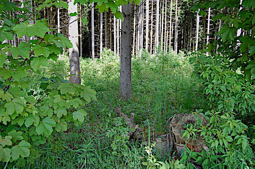 Sinne im Wald schärfen