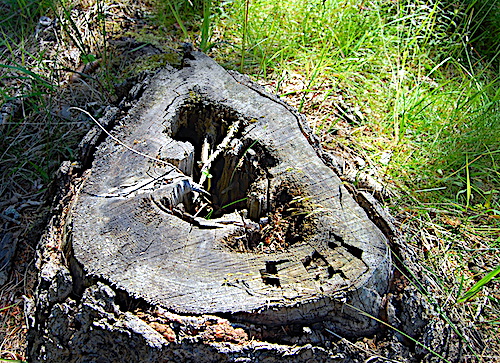 Natur-Behausung