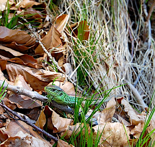 Waldbewohner Echse