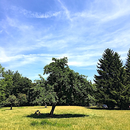 Damhirsch und Reh im Schlosspark