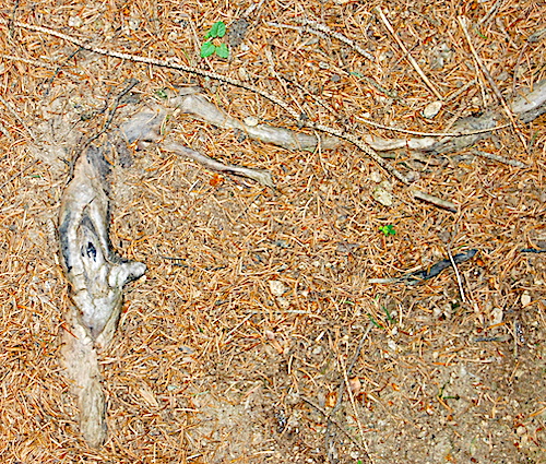 Wurzelwesen im Wald