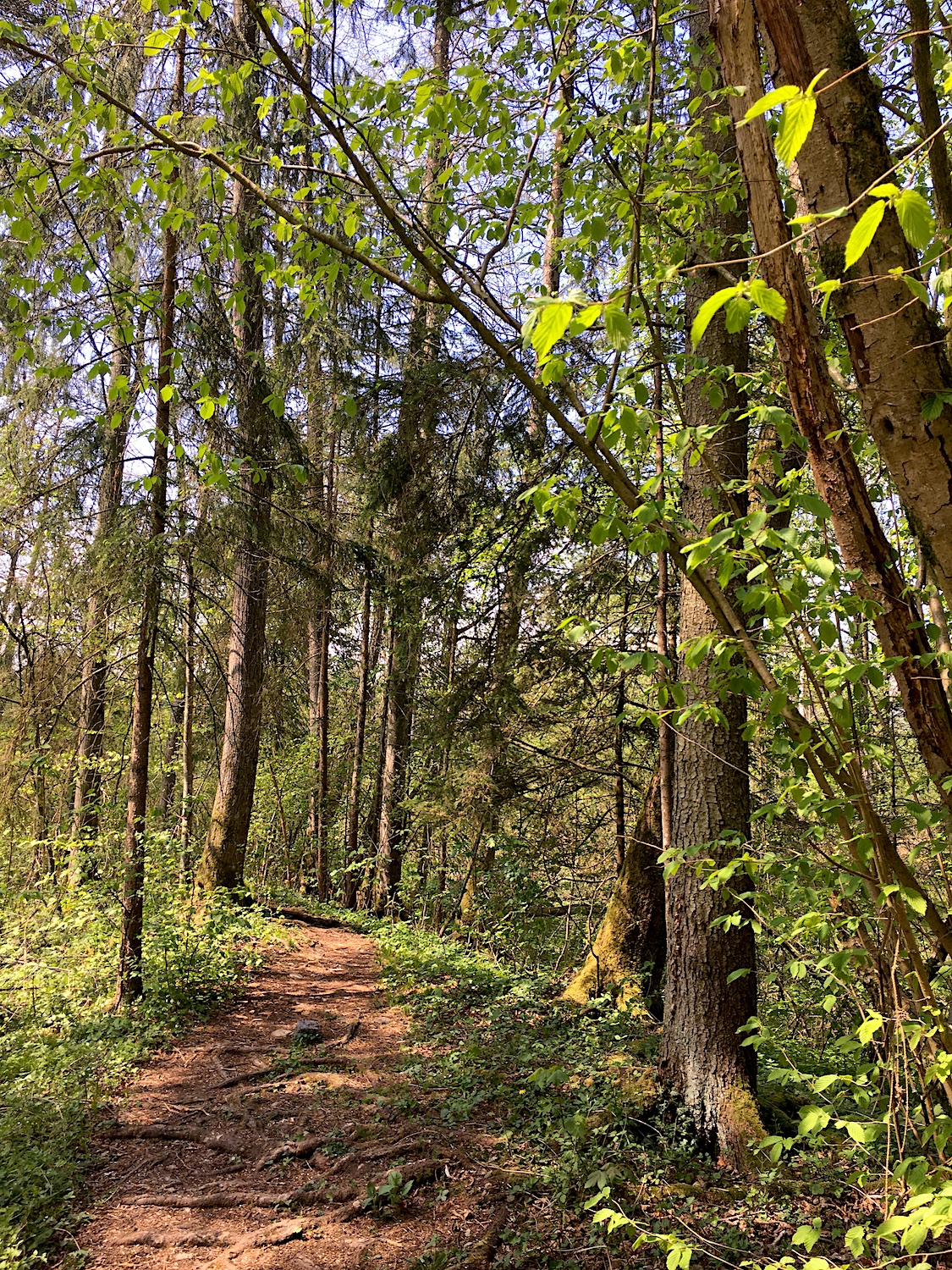 Waldweg als Laufsteg