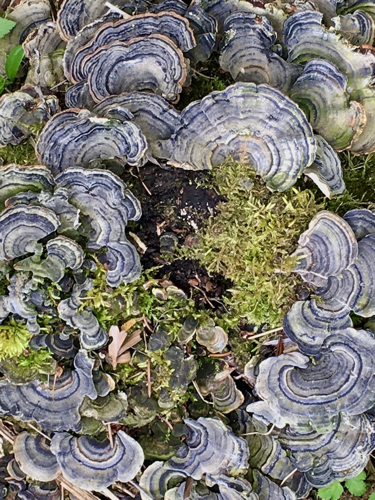 Pilze auf Stamm