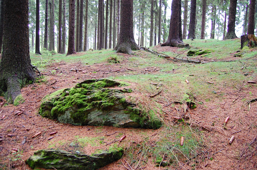 einsamer Waldweg