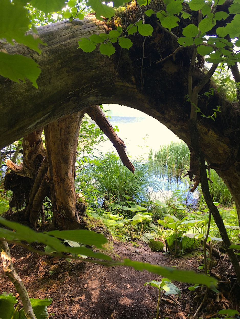 Holzrahmen ist Baum