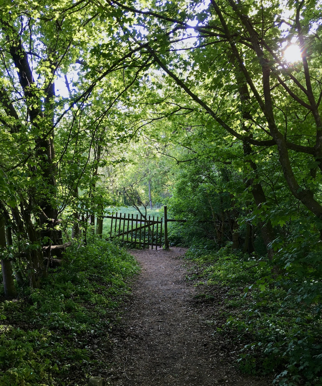 Weg gerahmt mit Grün