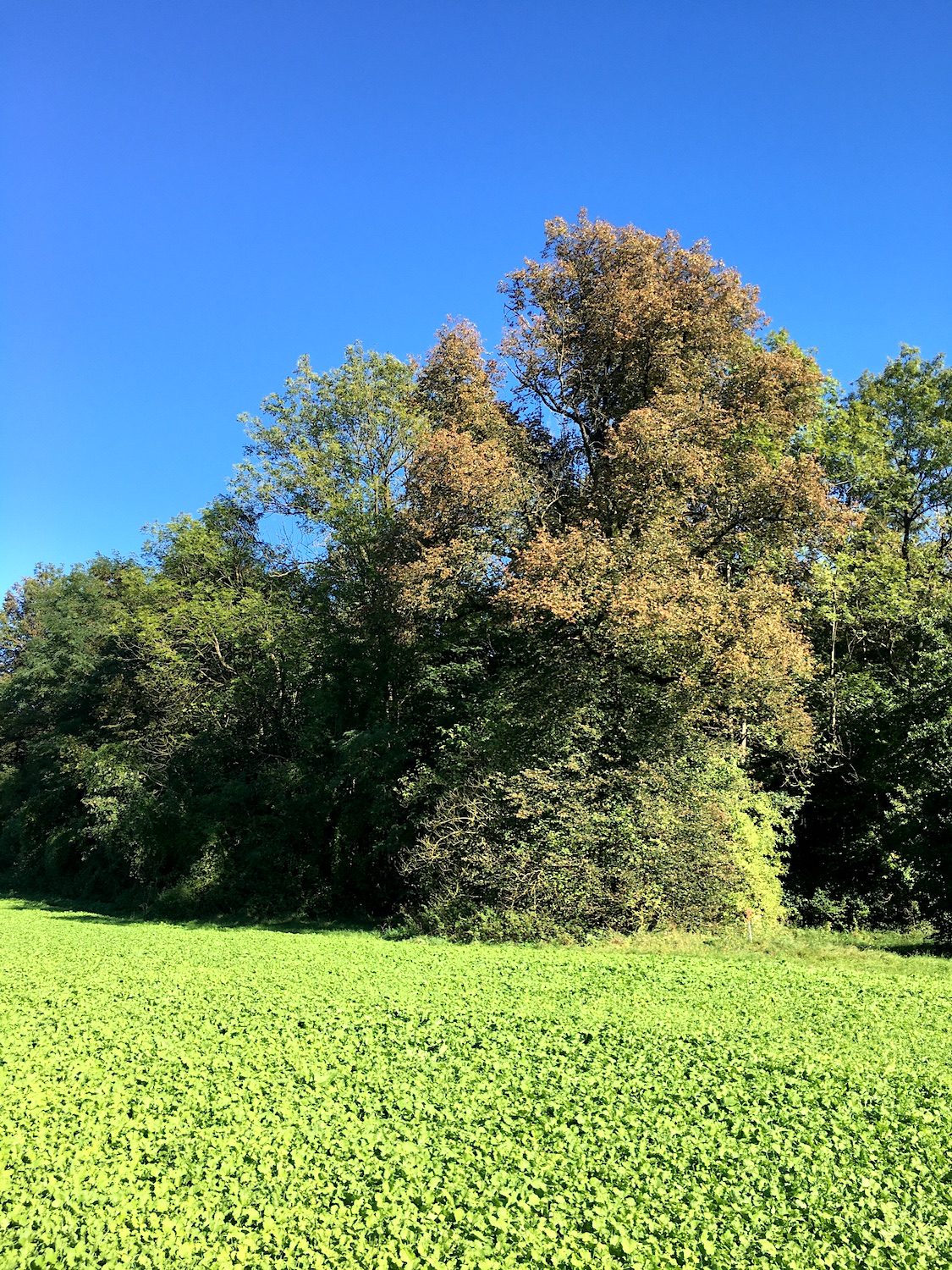 Farbspiel im Herbst