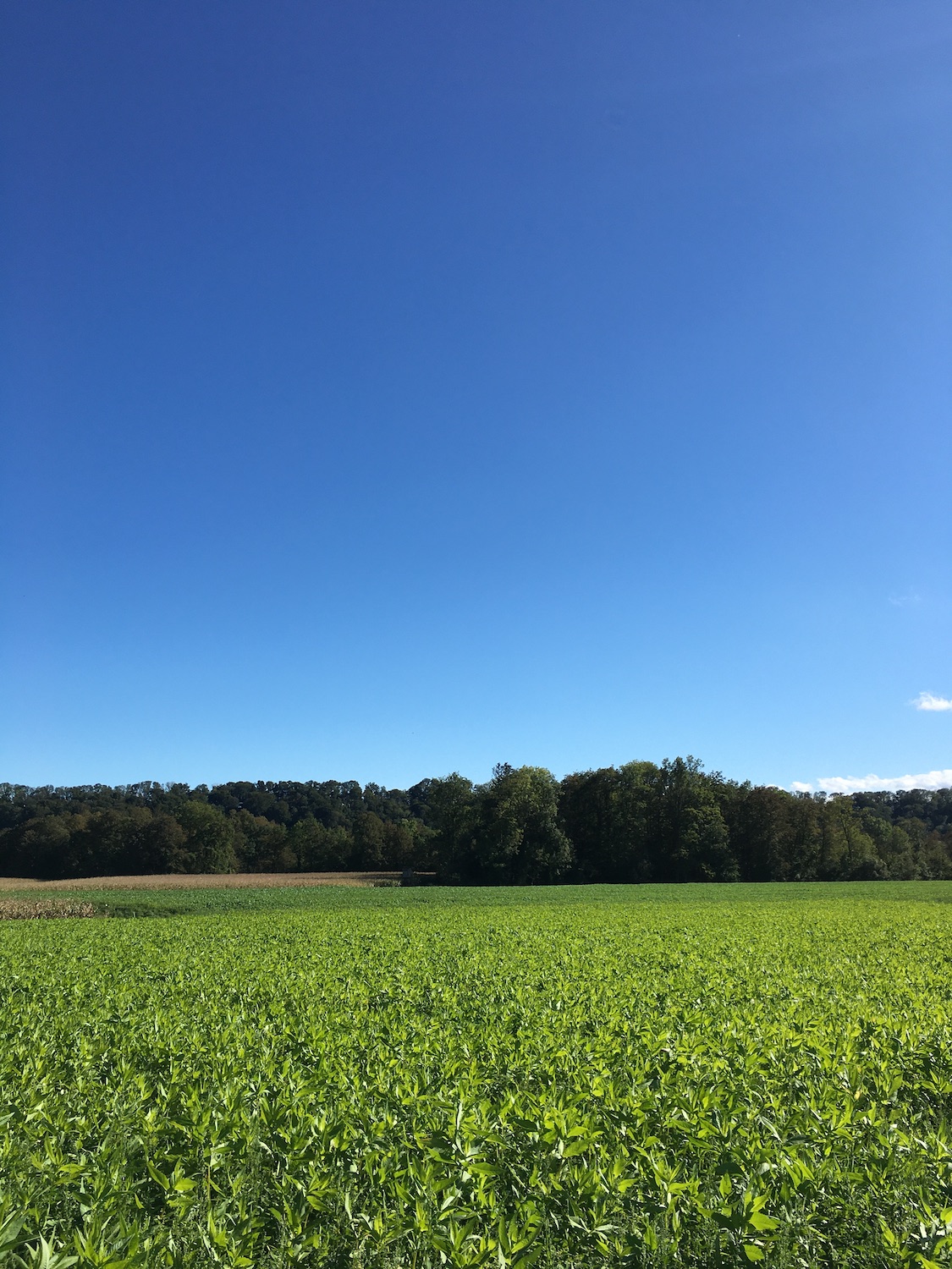 Herbststimmung