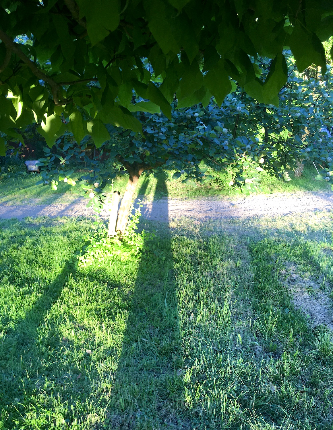 Schattenspender