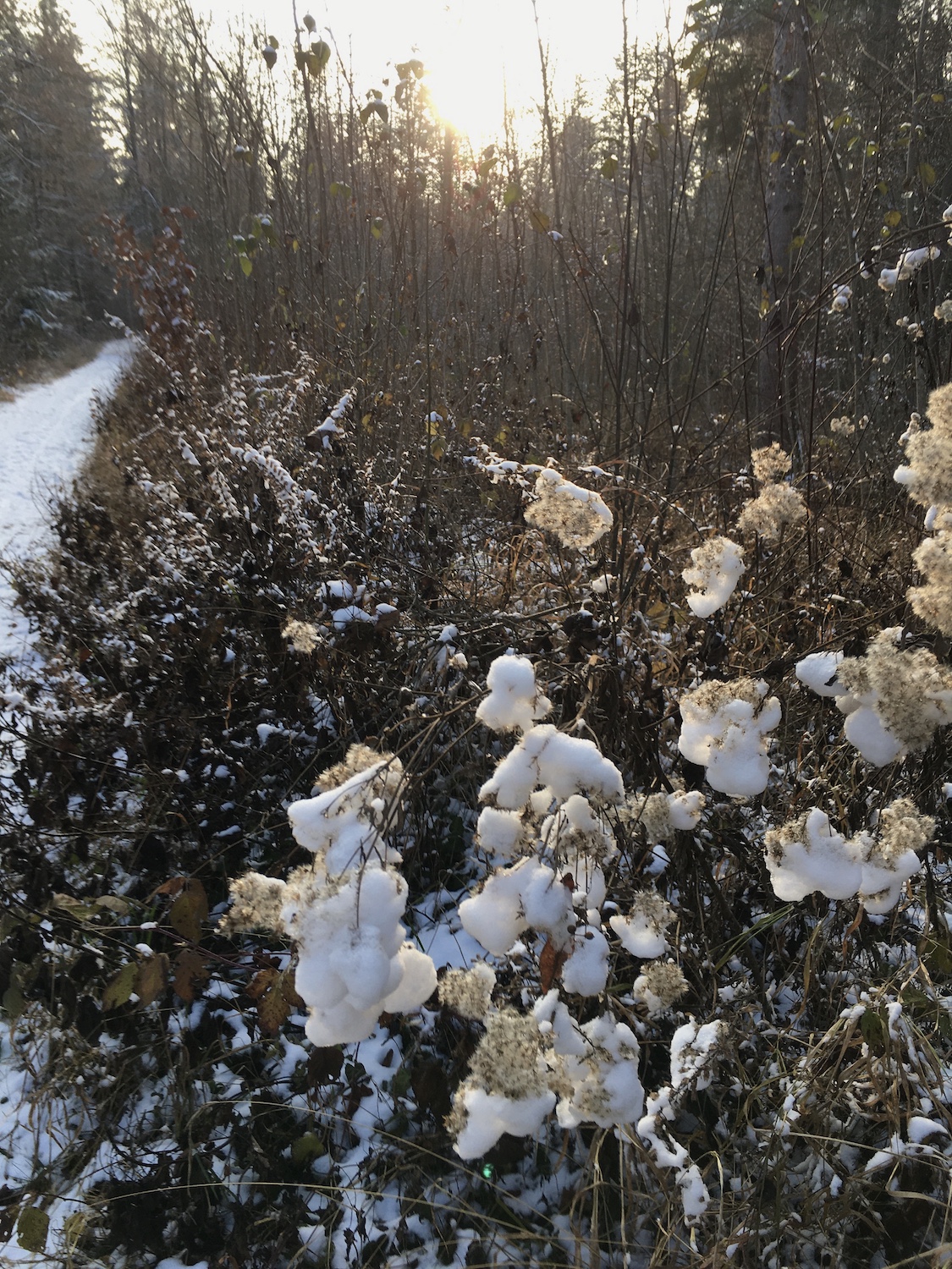 Winter Wonderland