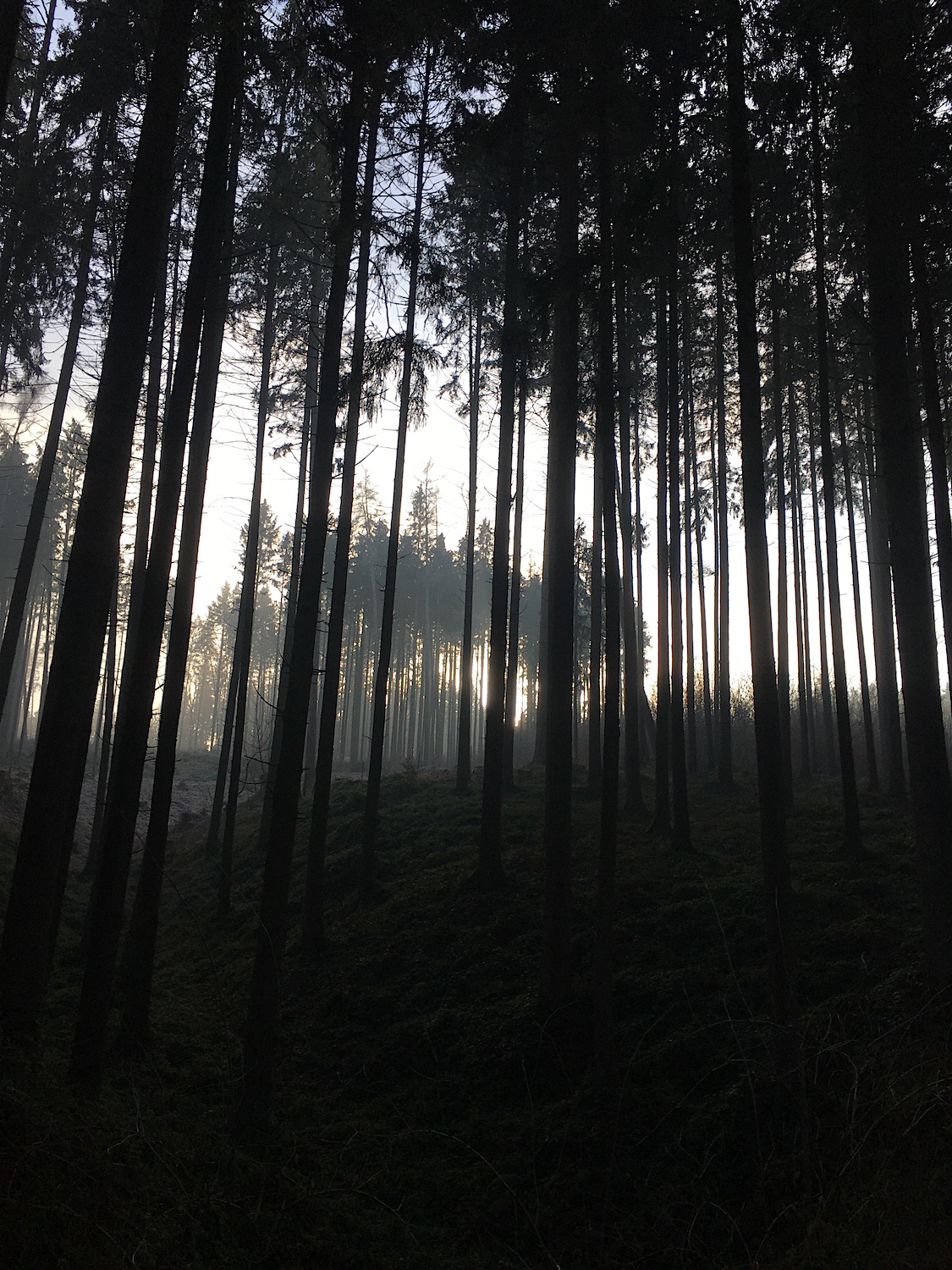 Stimmung im Wald